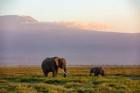KENYA - AUGUST 16, 2018: Two elephants at sunset in Amboseli National Park Stock Photos