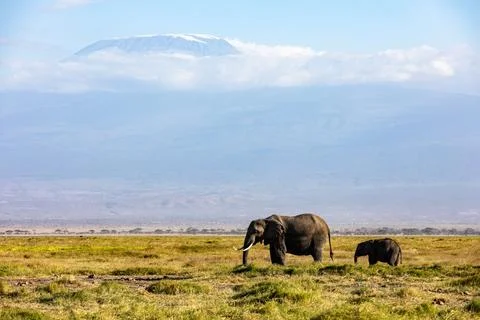 KENYA - AUGUST 16, 2018: Two elephants in Amboseli National Park Stock Photos