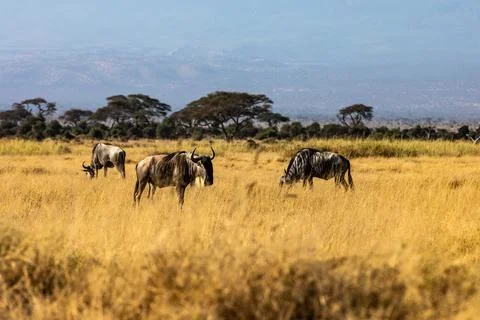 KENYA - AUGUST 16, 2018: Wildebeest in Amboseli national park Stock Photos