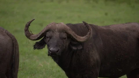 Kenya buffalo on green grass slow motion Stock Footage 276161153