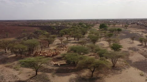 KENYA - CAMELS DRINKING IN A DRY RIVER Video stock 202900384