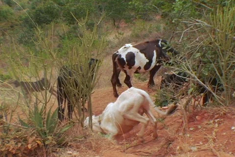 Kenya farm 04 Stock Footage 491365