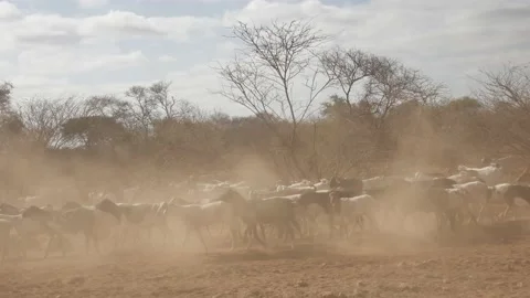 Kenya Goats Stock Footage 168525739