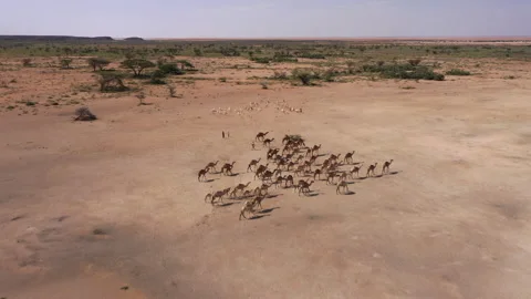 KENYA - GROUPS OF CAMELS AND SHEEPS IN THE SAND DESERT Stock Footage 203153365