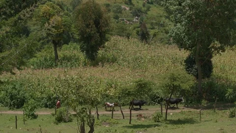 Kenya, Loima - May 5, 2025: Elderly african woman follows cows and calf along Vidéo 310084152