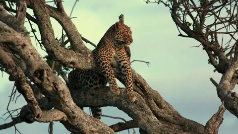 Kenya Masai Mara Leopard in Tree Stock Footage 197605769