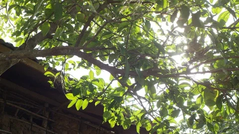 Kenya, Mombasa, close-up of tree outside farm house Stock Footage 98869852