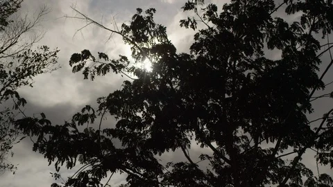 Kenya, Mombasa, Clouds and Tree Stock Footage 98867154