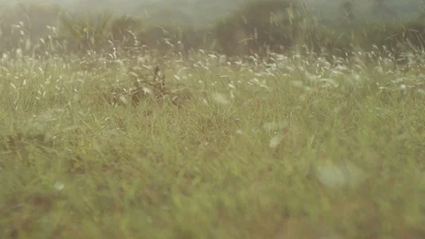 Kenya, Mombasa, crop in fields Stock Footage 98867029