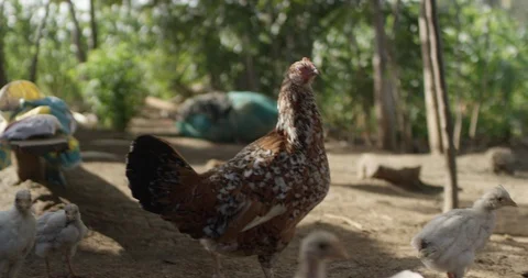 Kenya, Mombasa, hen with chicks Stock Footage 99068041