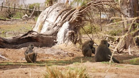 Kenya monkeys Stock Footage 141810631