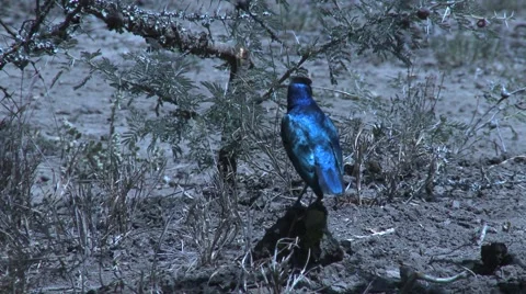 Kenya Ruppell's starling on ground Video stock 49941116