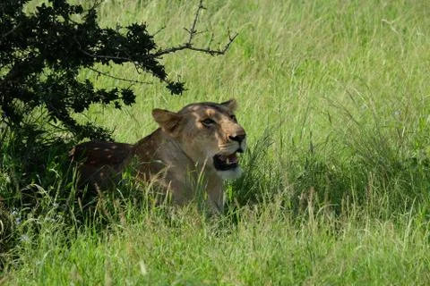 Kenya Safari Stock Photos