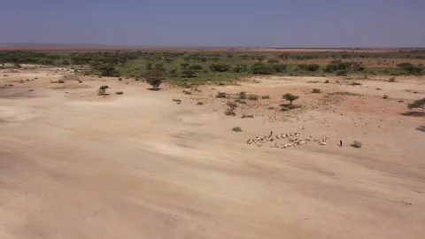 KENYA - SHEEPS IN THE DESERT Video stock 202853106