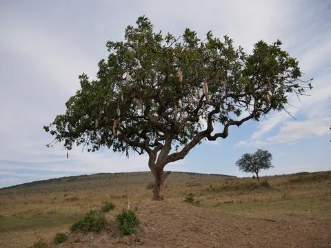 Kenya tree Stock Photos