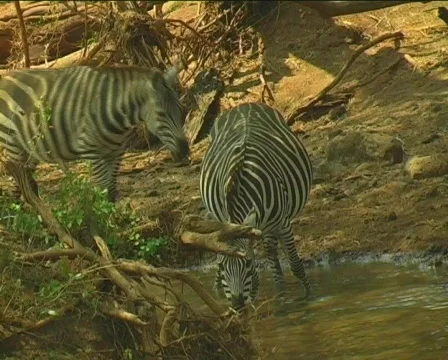 Kenya Wild Animals Stockbeeldmateriaal 90401