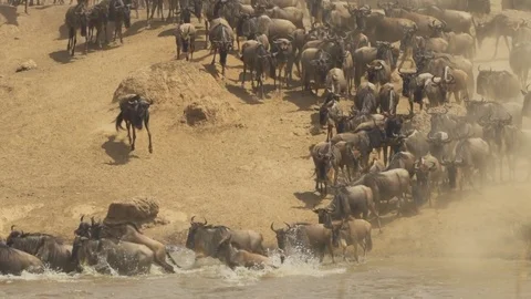 Kenya Wildebeest mass migration into river Stock Footage 71740551