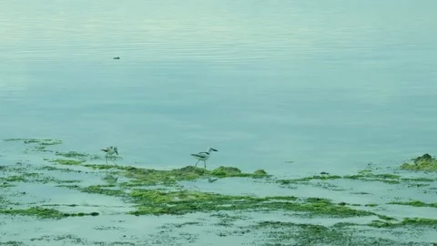 Kenyan bird -sanderling- Video stock 155382316