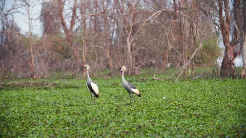 A Kenyan Crown-Crane performing a mating dance Stock Footage 153414756