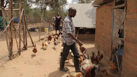A Kenyan farmer feeds his chicken Stock Footage