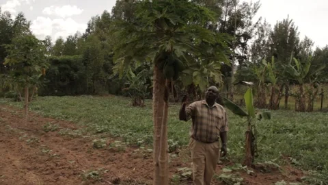 A Kenyan farmer supervises his farm Stock Footage