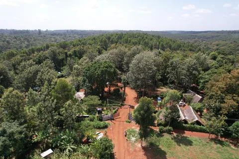 Kenyan forest Stock Photos