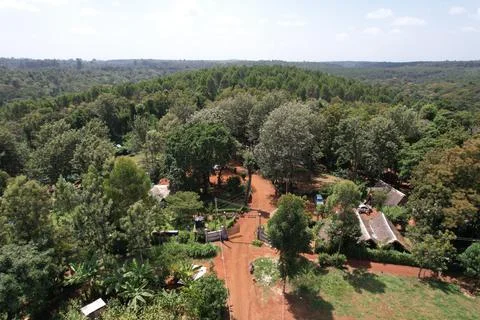 Kenyan forest Stock Photos