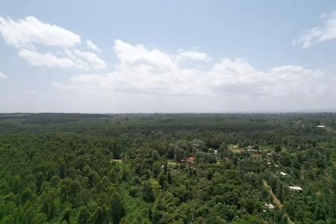 Kenyan forest Stock Photos