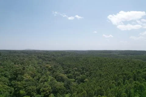 Kenyan forest Stock Photos