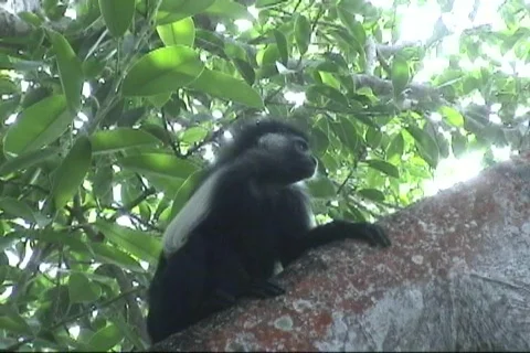 Kenyan Monkey Stock Footage 270776