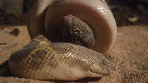 Kenyan sand boa caught a mouse in the desert Stock Footage 170942417