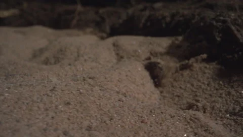Kenyan sand boa emerging from underground Stock Footage 170942369