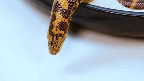 Kenyan Sand Boa Exploring a White Surface 스톡 동영상 311230999