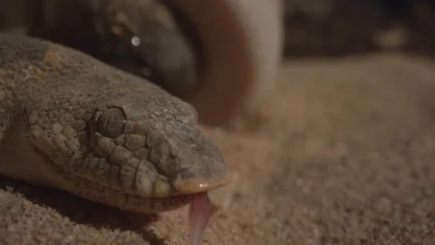 Kenyan sand boa face close up macro Stock Footage 170942332