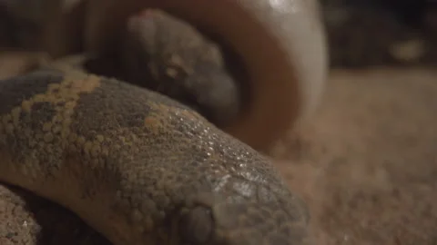 Kenyan sand boa with mouse close up macro Stock Footage 170942286