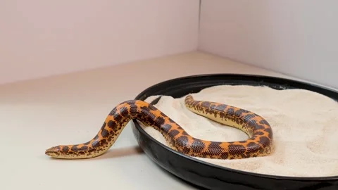 Kenyan Sand Boa Slithering on Sand in Studio Setting Stock Footage 313573341