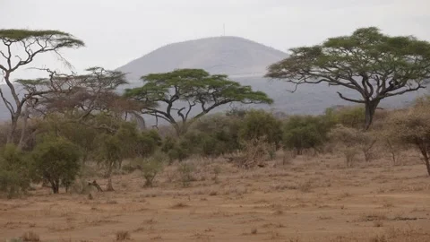 Kenyatree Stock Footage 168526708