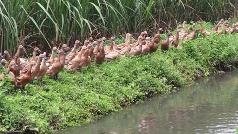 Kepanjen20 Stock Footage 274106120
