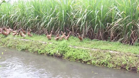 Kepanjen21 Stock Footage 274106139