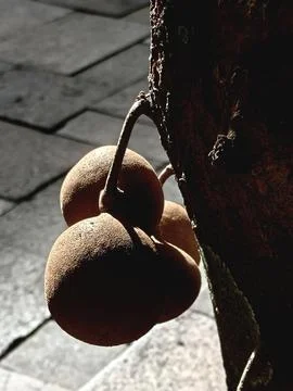 Kepel Fruit Stock Photos