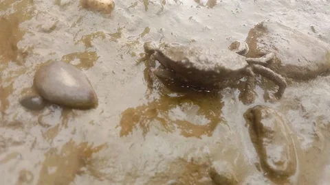 Kepiting Stock Footage 218118789