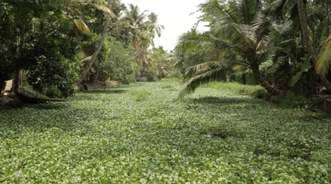 Kerala Backwaters Alleppey Stock Footage 42006450