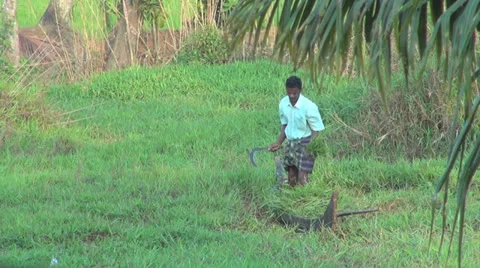 Kerala backwaters man working  Stock Footage 24274467