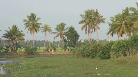 Kerala backwaters scene with bird Stock Footage 24274242