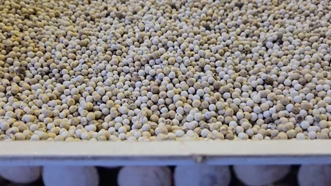 A Kerala spice store display features white peppercorns on top, larger spice sph 库存影片 336439203