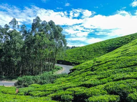 Kerala Tea Plantations In Munnar Stock Photos