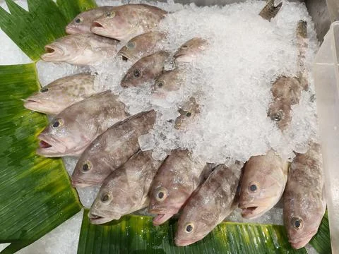 Kerapu Fish Stock Photos