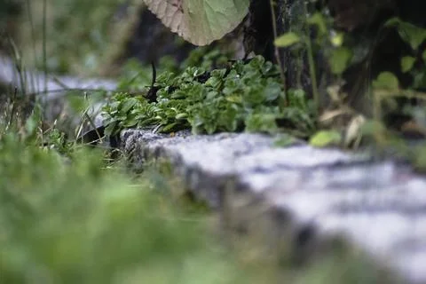 Kerbstones Stock Photos