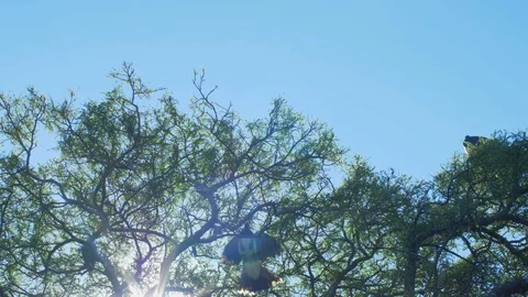 Kereru  Native Bird Vidéo 108680147