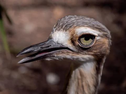 Kerloo bird close up of face Stock Photos
